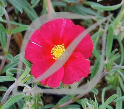 Helianthemum 'Supreme'
