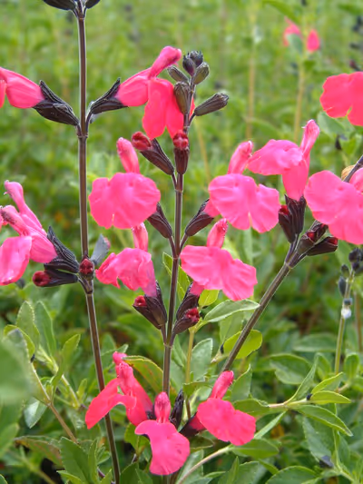 Salvia x jamensis