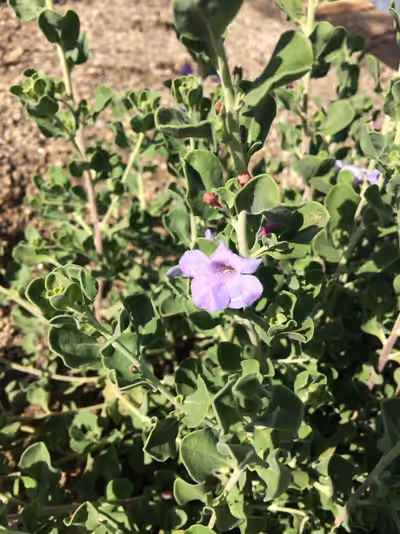 Leucophyllum langmaniae