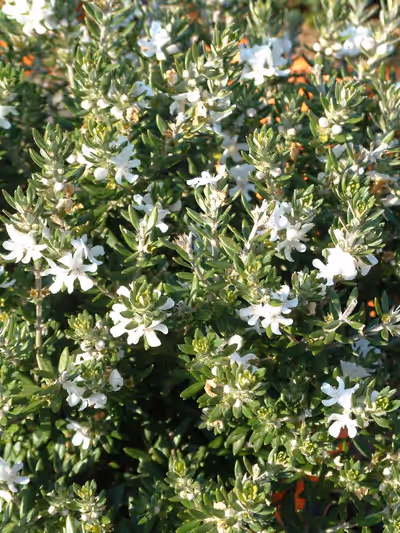 Westringia fruticosa