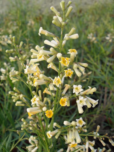 Freylinia lanceolata