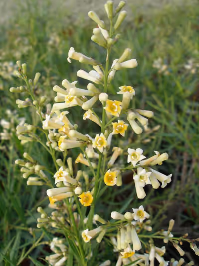 Freylinia lanceolata