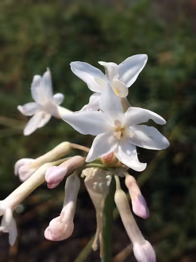 Tulbaghia violacea 'White'