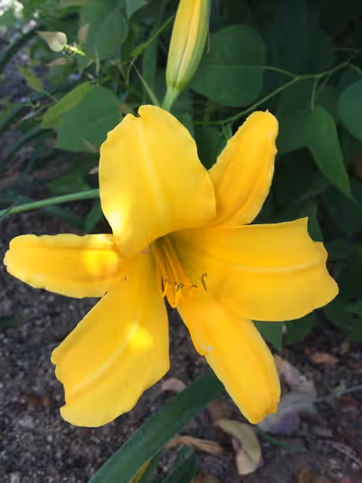 Hemerocallis 'Earlianna'