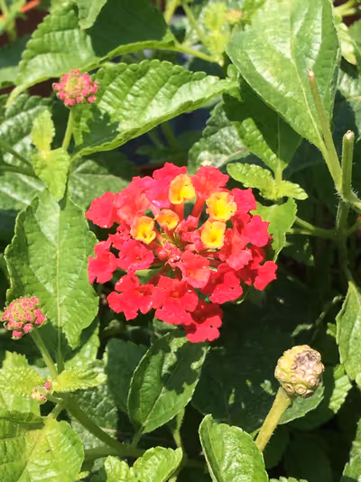 Lantana camara 'Bandana Cherry'