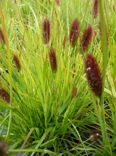 Pennisetum massaicum 'Red Buttons'