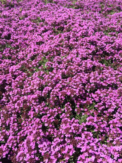 Thymus praecox 'Coccineus'
