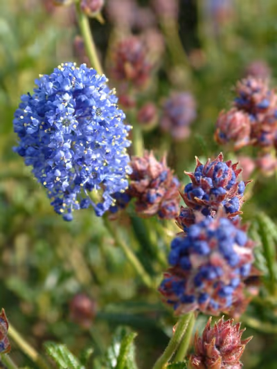 Ceanothus 'Concha'