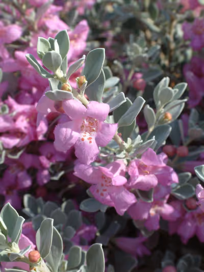 Leucophyllum frutescens