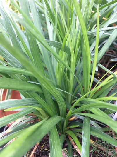 Liriope 'Isabella' ®