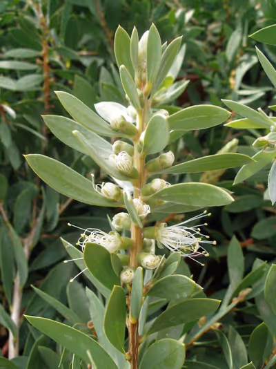 Callistemon citrinus 'White Anzac'