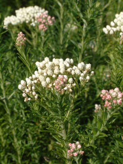 Ozothamnus diosmifolius