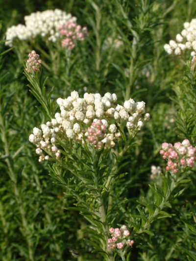 Ozothamnus diosmifolius