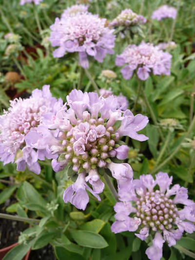 Scabiosa cretica