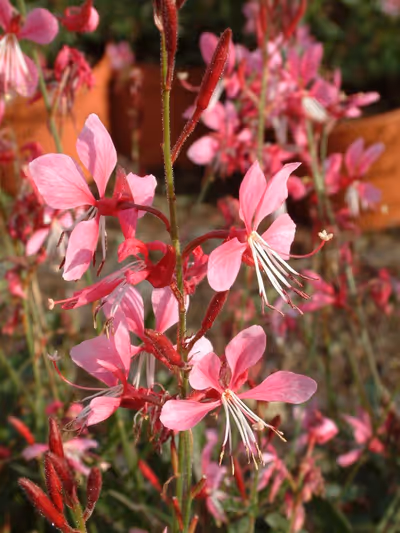 Gaura lindheimeri 'Siskiyou Pink'