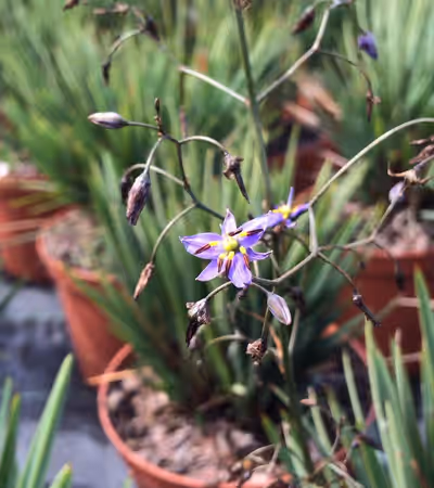 Dianella revoluta 'Little Rev' ®