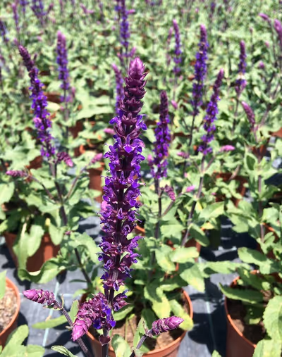 Salvia nemorosa 'Caradonna'