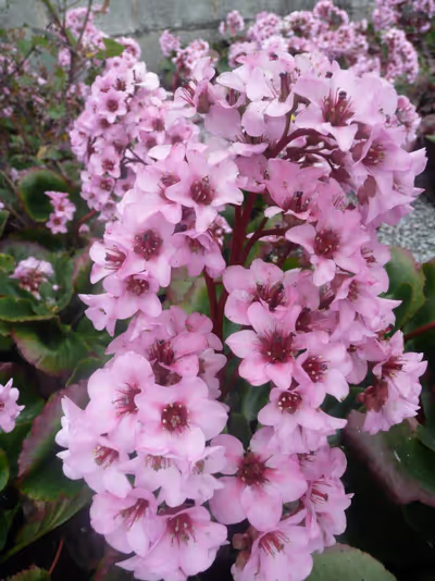 Bergenia crassifolia