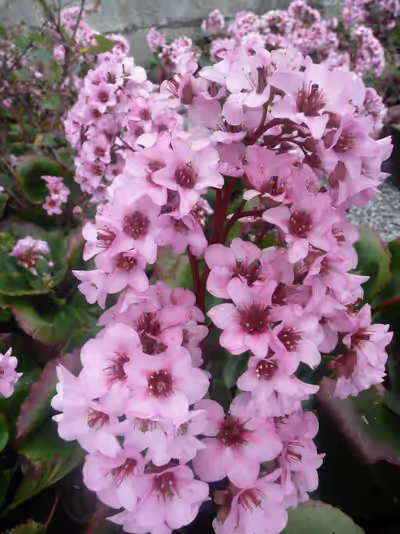 Bergenia crassifolia