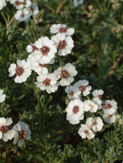 Eriocephalus africanus