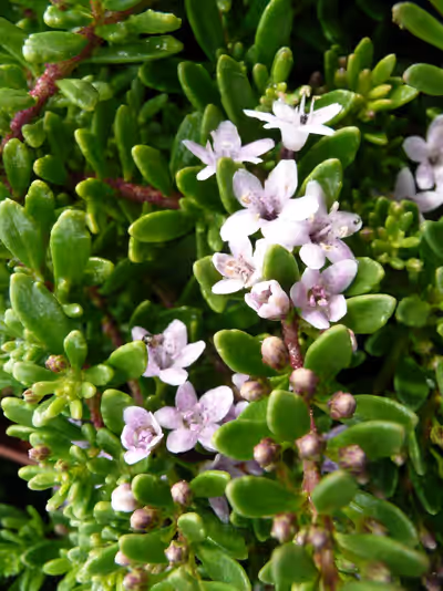 Myoporum parvifolium 'Pink'