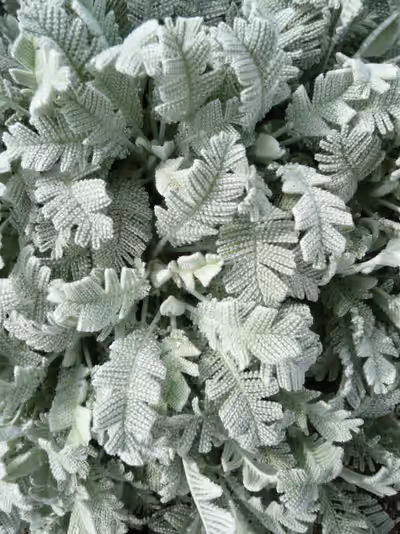 Tanacetum densum 'Amanii'