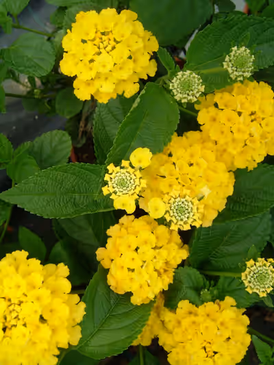 Lantana camara 'Bandana Lemon Zest'