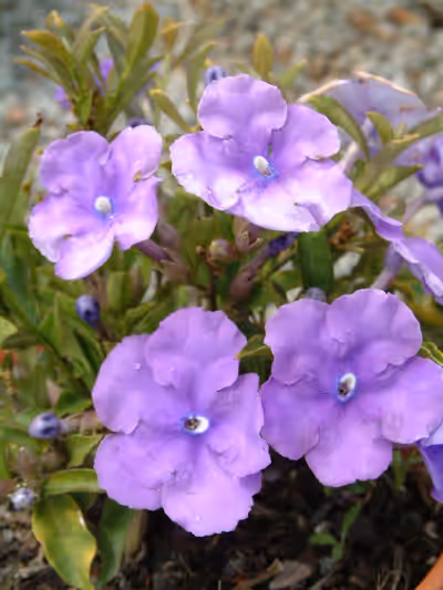 Brunfelsia pauciflora