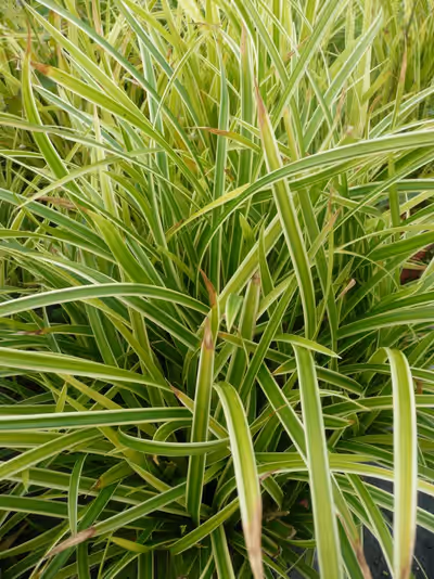 Carex morrowii 'Ice Dance'