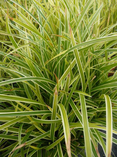 Carex morrowii 'Ice Dance'