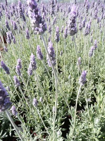 Lavandula dentata 'Candicans'