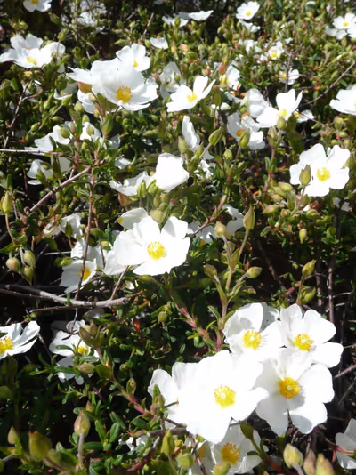 Halimiocistus sahucii