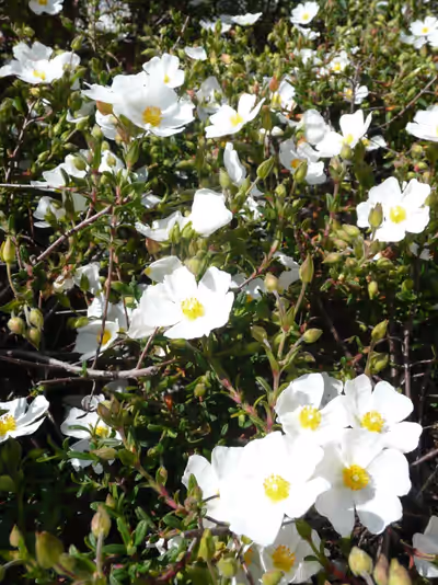 Halimiocistus sahucii