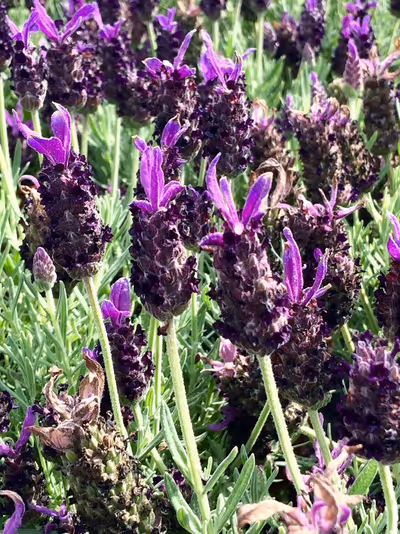 Lavandula stoechas 'Blue'