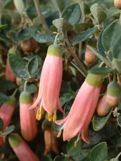Correa pulchella 'Pink Eyre'