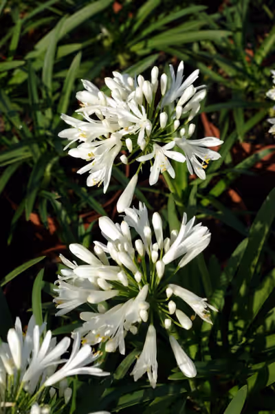 Agapanthus 'Peter Pan White'