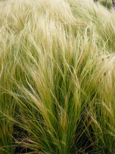 Stipa tenuissima