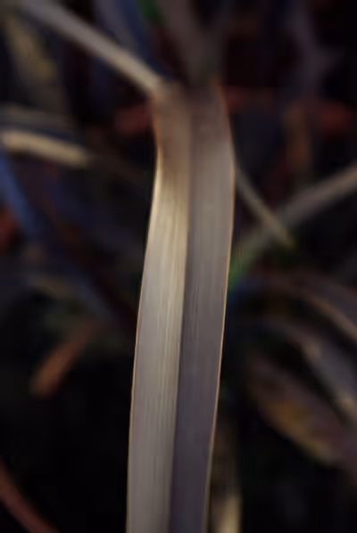 Phormium 'Platt's Black'