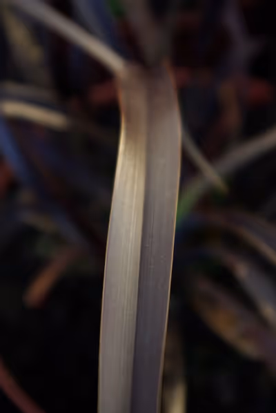 Phormium 'Platt's Black'