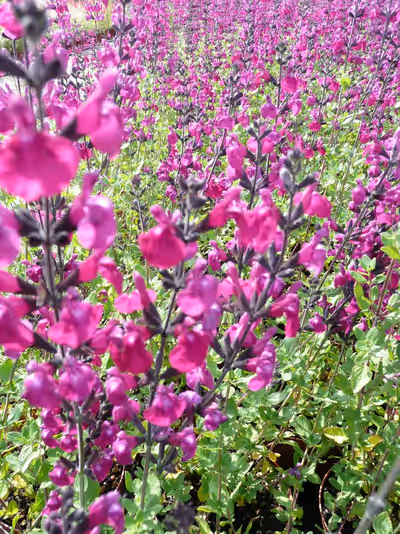 Salvia 'Christine Yeo'
