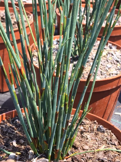 Chondropetalum tectorum
