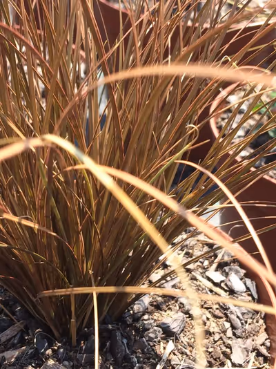 Carex comans 'Bronze'