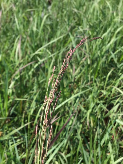 Panicum virgatum 'Squaw'