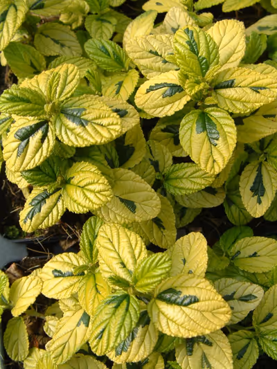 Ceanothus griseus 'Diamond Heights'