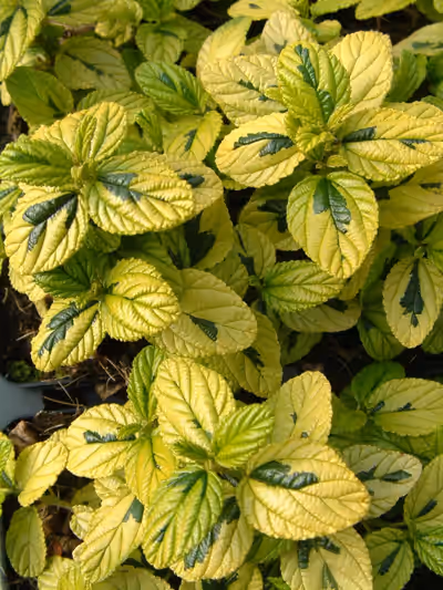 Ceanothus griseus 'Diamond Heights'