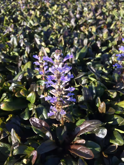 Ajuga tenorii 'Valfredda'