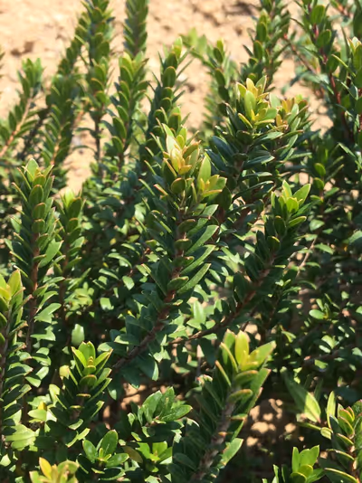 Myrtus communis 'Corredor'