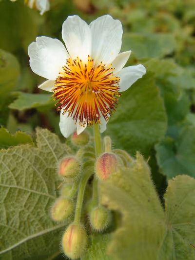 Sparrmannia africana