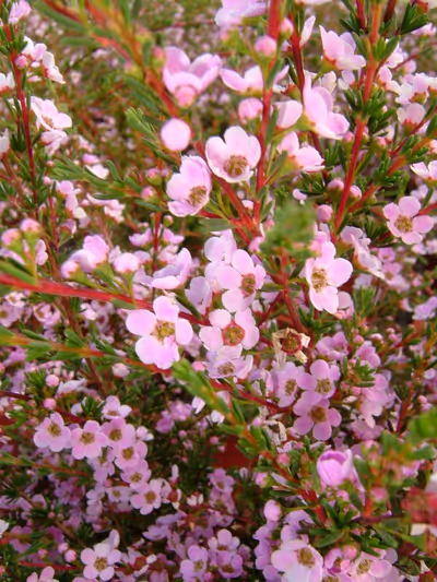 Astartea fascicularis