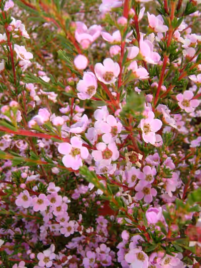 Astartea fascicularis